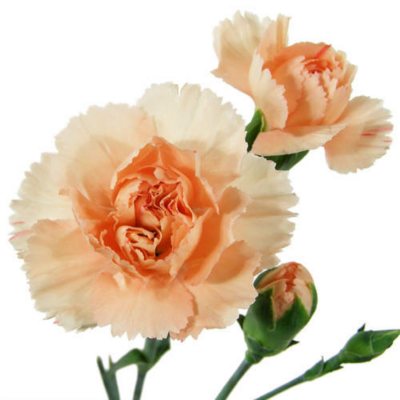 Mini Carnations - Peach - 150 Stems