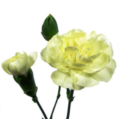 Mini Carnations - Yellow - 150 Stems
