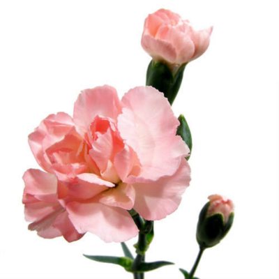 Mini Carnations - Pink - 150 Stems
