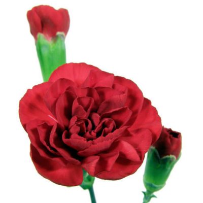 Mini Carnations - Burgundy - 150 Stems