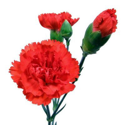 Mini Carnations - Red - 150 Stems