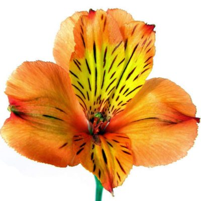 Alstroemeria - Orange - 90 Stems