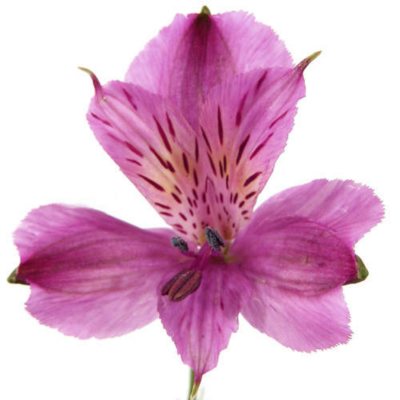 Alstroemeria - Purple - 90 Stems