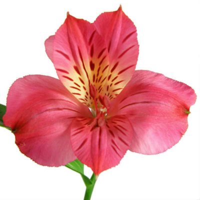 Alstroemeria - Hot Pink - 90 Stems