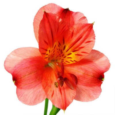 Alstroemeria - Red - 90 Stems