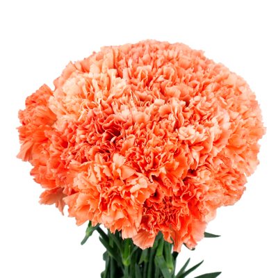 Carnations - Orange - 150 Stems