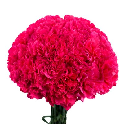 Carnations - Hot Pink - 150 Stems