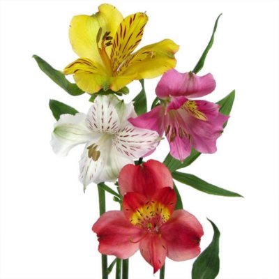 Alstroemeria - Asstorted - 80 Stems