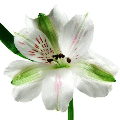 Alstroemeria - White - 90 Stems