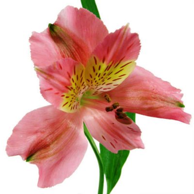 Alstroemeria - Pink - 90 Stems