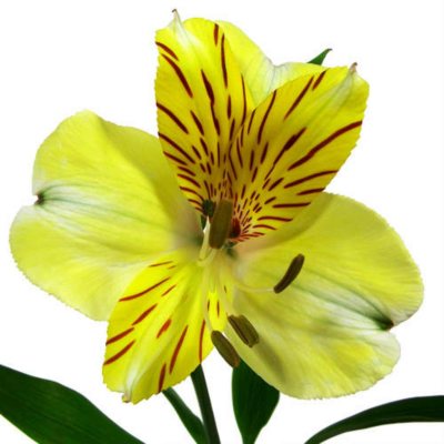 Alstroemeria - Yellow - 90 Stems