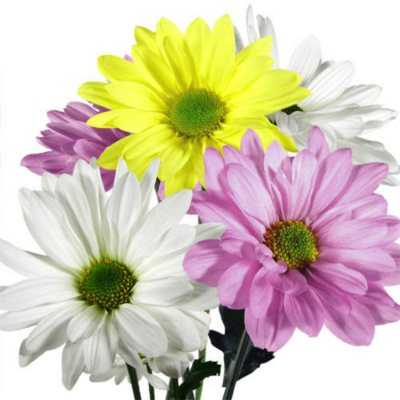 Poms - Assorted Daisy - 90 Stems