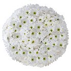 Poms - White Daisy - 90 StemsImage