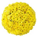 Poms - Yellow Daisy - 90 StemsImage