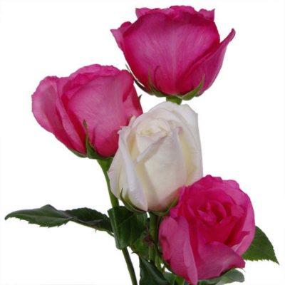 Wedding Pack - Hot Pink & White Roses - 100 Stems