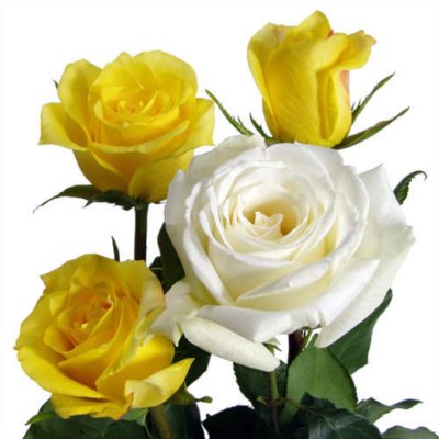 Wedding Pack - Yellow & White Roses - 100 Stems