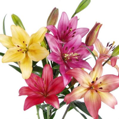 LA Hybrid Lilies -Assorted - 50 Stems  
