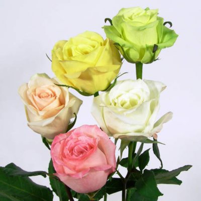 Roses - Soft Color Assortment - 125 Stems