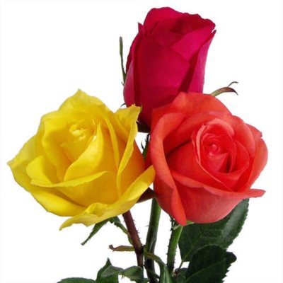 Roses - Hot Color Assortment - 125 Stems