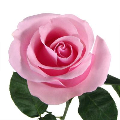 Roses - Pink - 125 Stems
