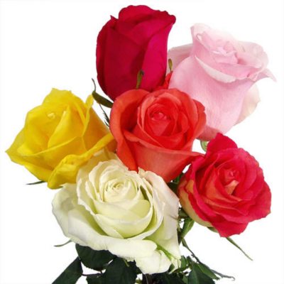 Roses - Growers Assorted - 125 Stems