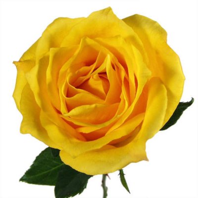Roses - Yellow - 125 Stems