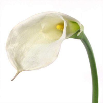 Calla Lily - White - 35 Stems