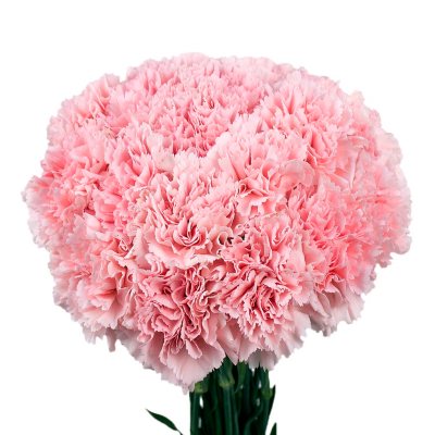 Carnations - Pink - 150 Stems