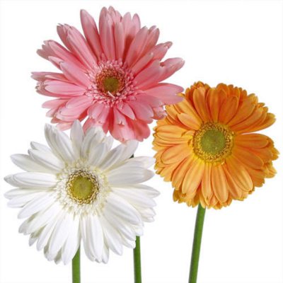 Gerbera Daisies - Assorted Soft Color - 80 Stems