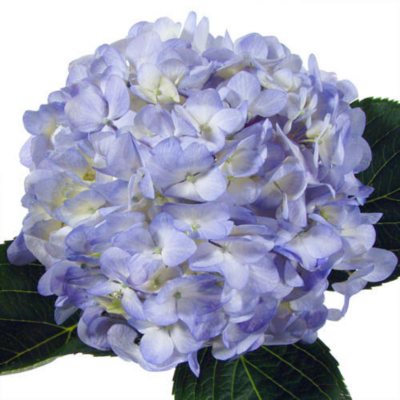 Hydrangea - Blue - 20 Stems