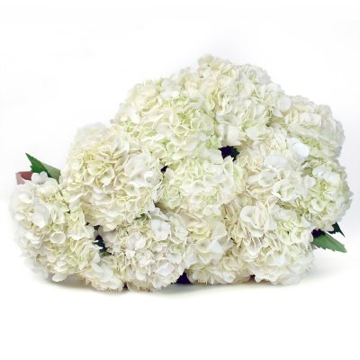 Hydrangea - White - 20 Stems