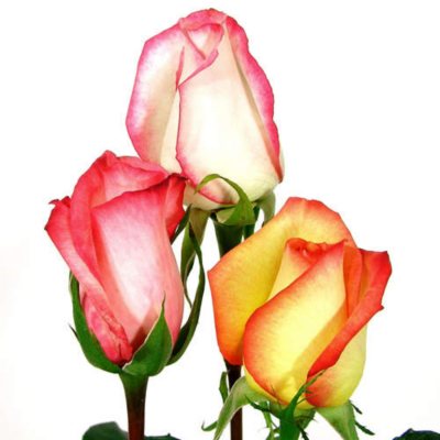 Roses - Novelty Bi Color - 125 Stems 