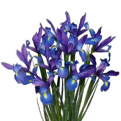 Blue Iris - 10 Stems