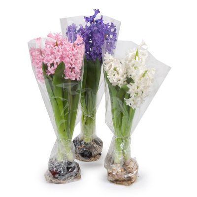Hyacinth on the Bulb - 3 Stems