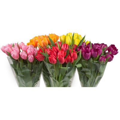 Tulips - 15 Stems