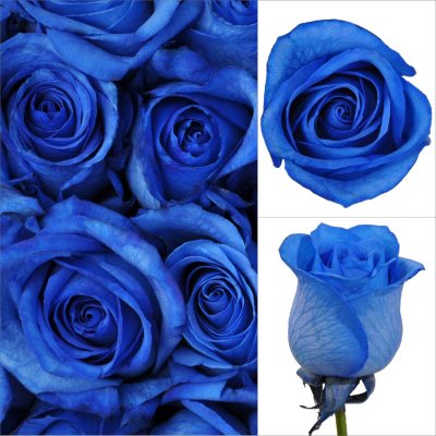 Roses - Blue - 100 Stems