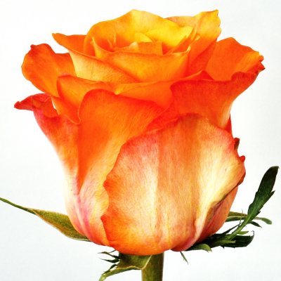 Roses - Twilight - 100 Stems