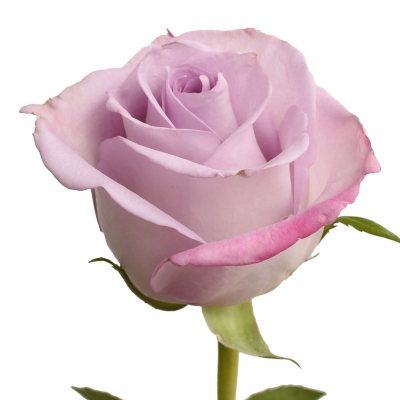 Roses - Purple Haze - 125 Stems