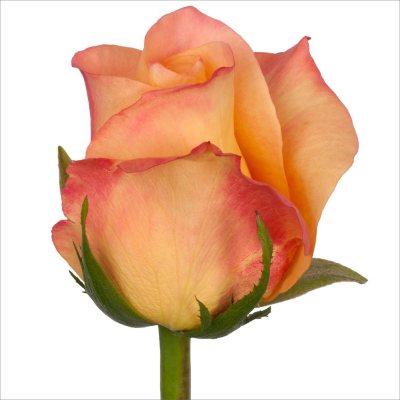 Roses - Geisha - 100 Stems