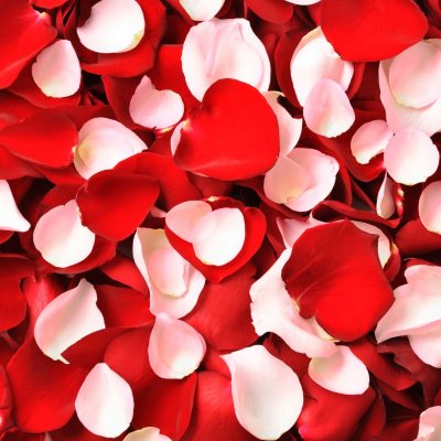 Rose Petals - Red and Pink