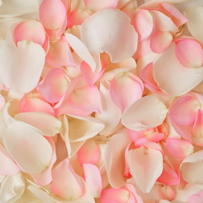 Rose Petals - Pink and White