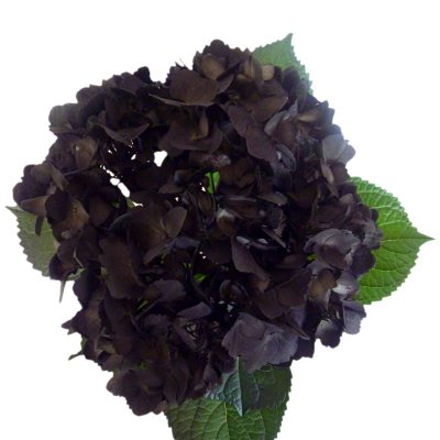 Hydrangeas - Black - 26 Stems