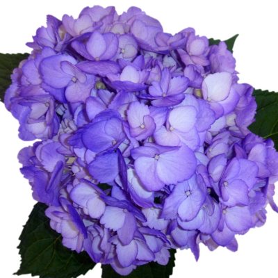 Hydrangeas - Purple - 26 Stems