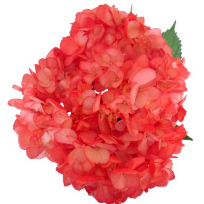 Hydrangeas - Red - 26 Stems