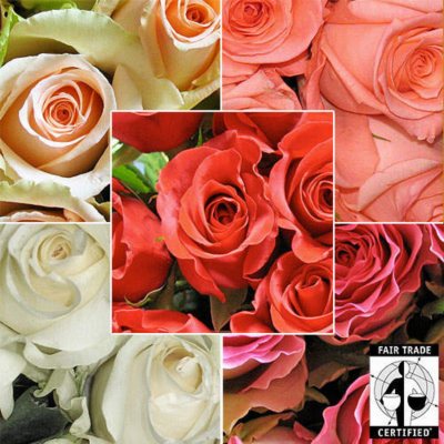 Fair Trade Roses - Assorted Colors - 60 Stems