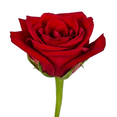 Roses - Red - 100 Stems