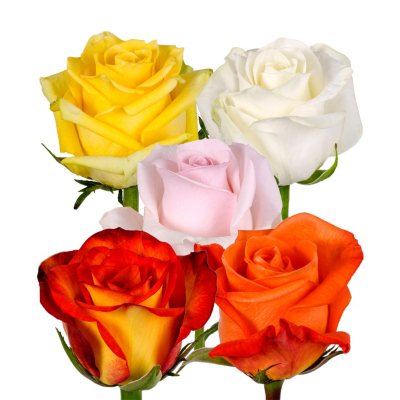 Roses - Assorted - 125 Stems