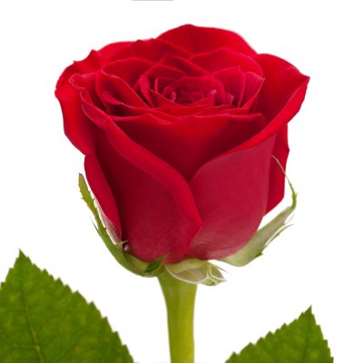 Roses - Red - 125 Stems