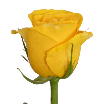 Roses - Yellow - 125 Stems