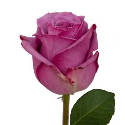 Roses - Lavender - 125 Stems